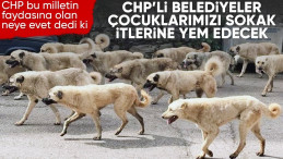 CHP’den sokak köpekleri yasa teklifine tepki!