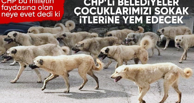 CHP’den sokak köpekleri yasa teklifine tepki!